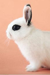 《宇宙机器人》开发商正在打造新项目 或以PS5手柄为核心